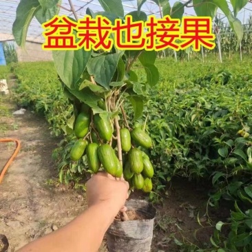 龙城二号软枣猕猴桃树苗红心猕猴桃正宗伊赛自花授粉盆栽地栽