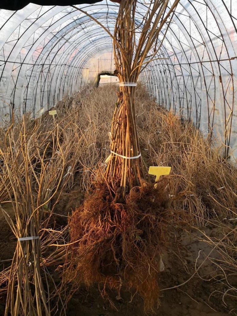龙城二号软枣猕猴桃树苗红心猕猴桃正宗伊赛自花授粉盆栽地栽