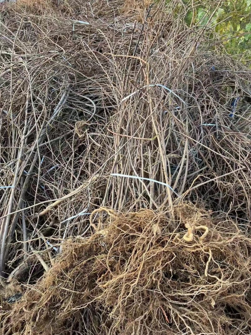 龙城二号软枣猕猴桃树苗红心猕猴桃正宗伊赛自花授粉盆栽地栽