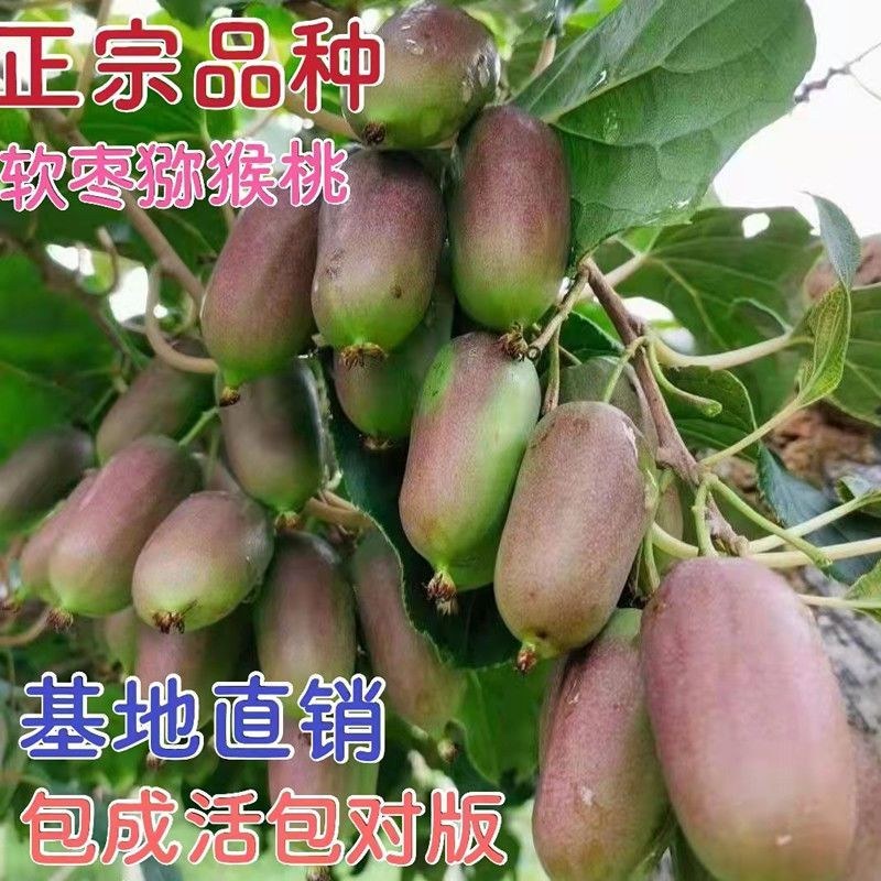 龙城二号软枣猕猴桃树苗红心猕猴桃正宗伊赛自花授粉盆栽地栽