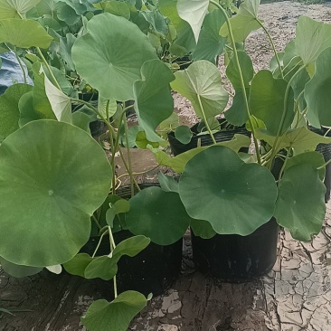 盆栽荷花大量从优