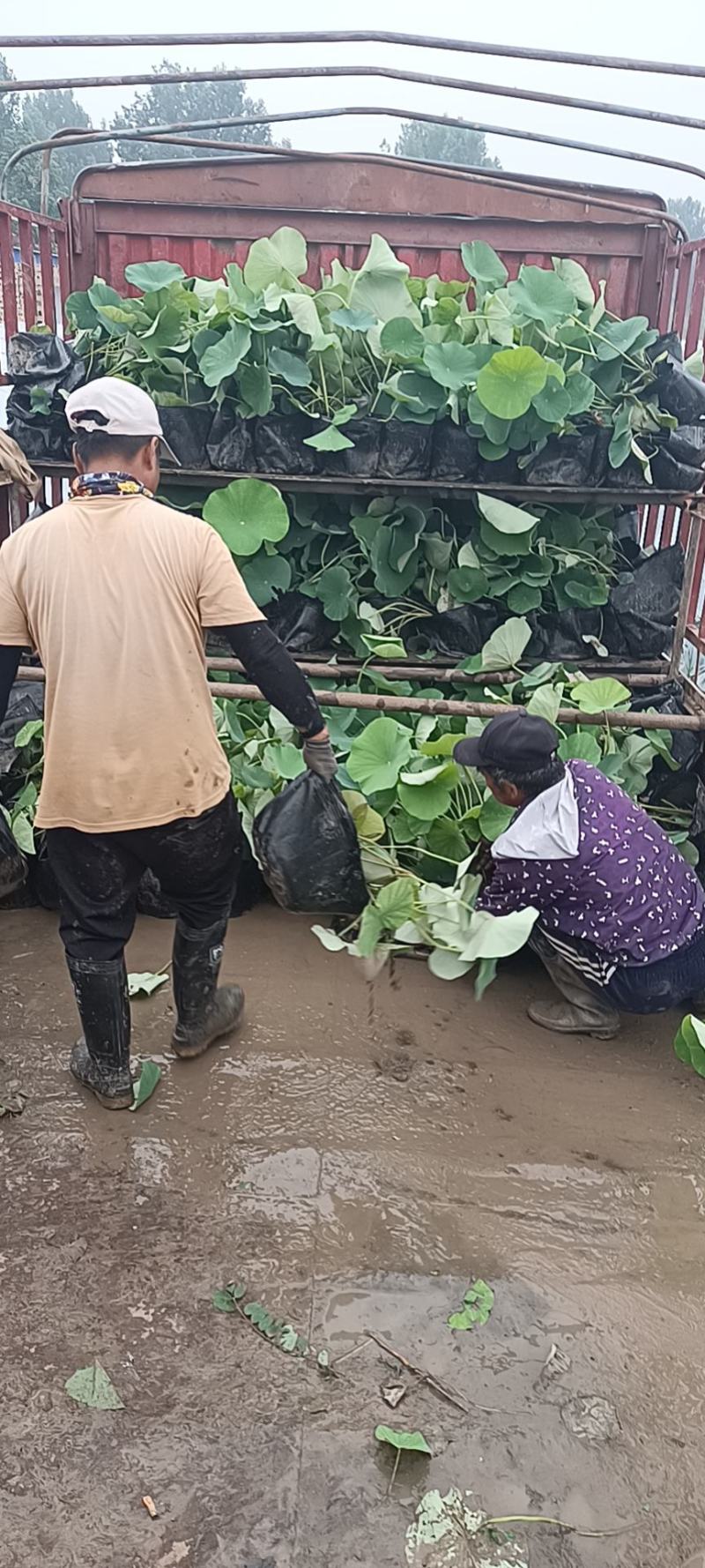盆栽荷花大量从优