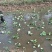 盆栽荷花大量从优