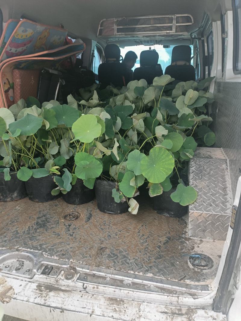 盆栽荷花大量从优