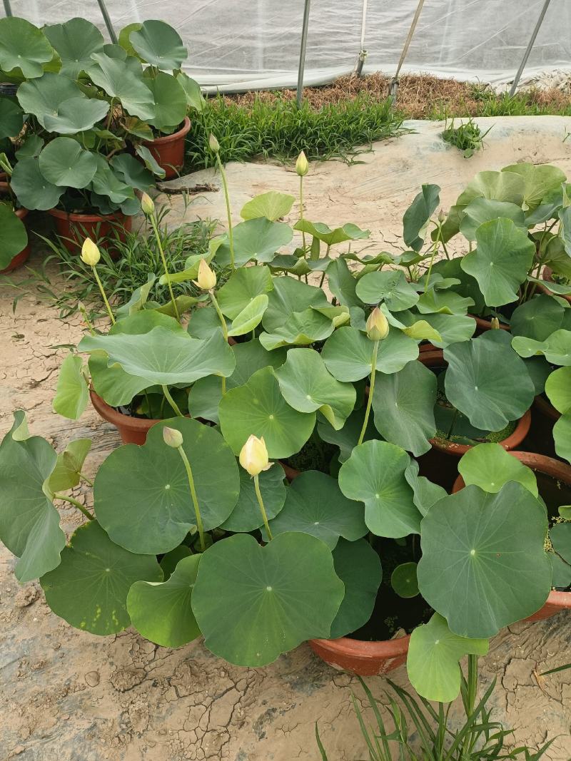 盆栽荷花大量从优