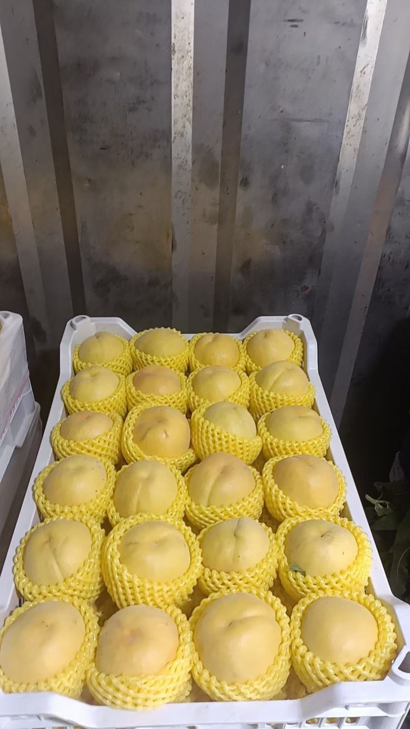 优质果品，威县老东果业黄金蜜桃，突围桃，春雪桃