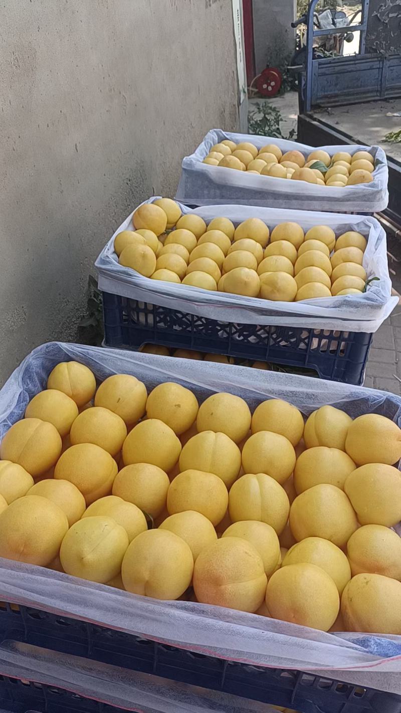 优质果品，威县老东果业黄金蜜桃，突围桃，春雪桃