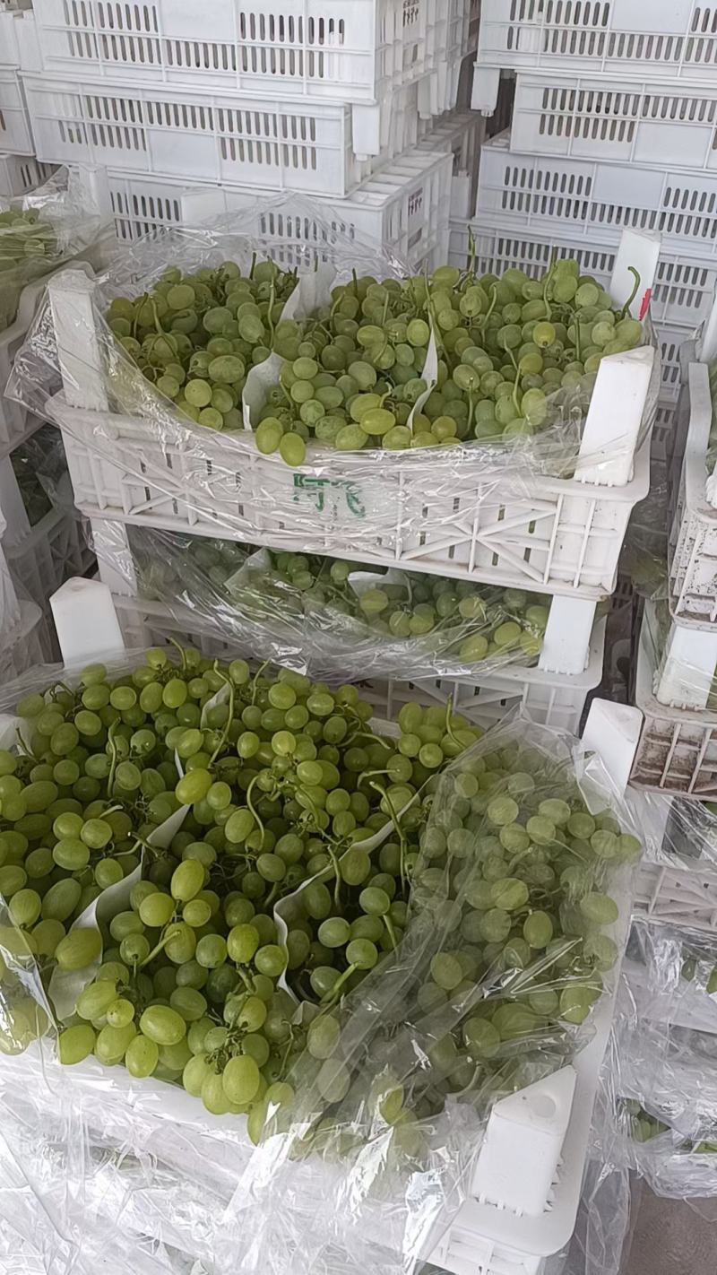 优质果品，威县老东果业黄金蜜桃，突围桃，春雪桃