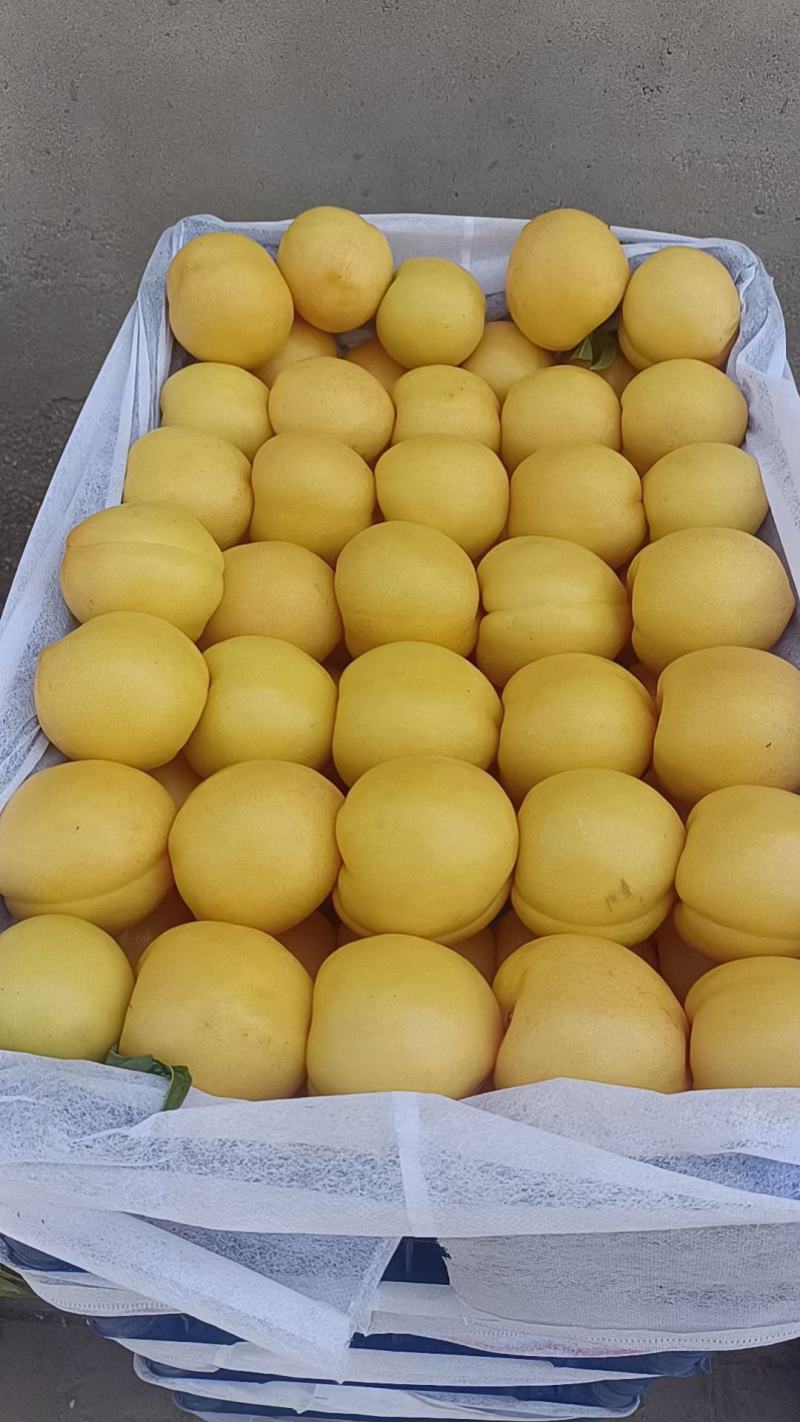 优质果品，威县老东果业黄金蜜桃，突围桃，春雪桃