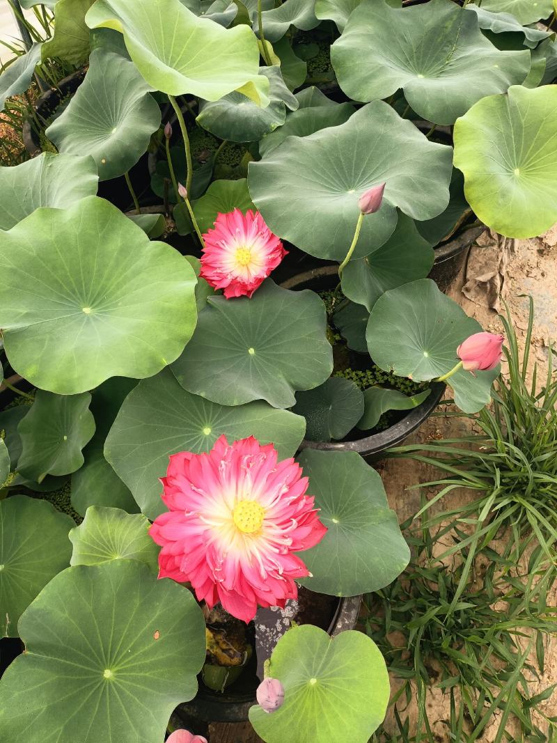 盆栽荷花大量从优