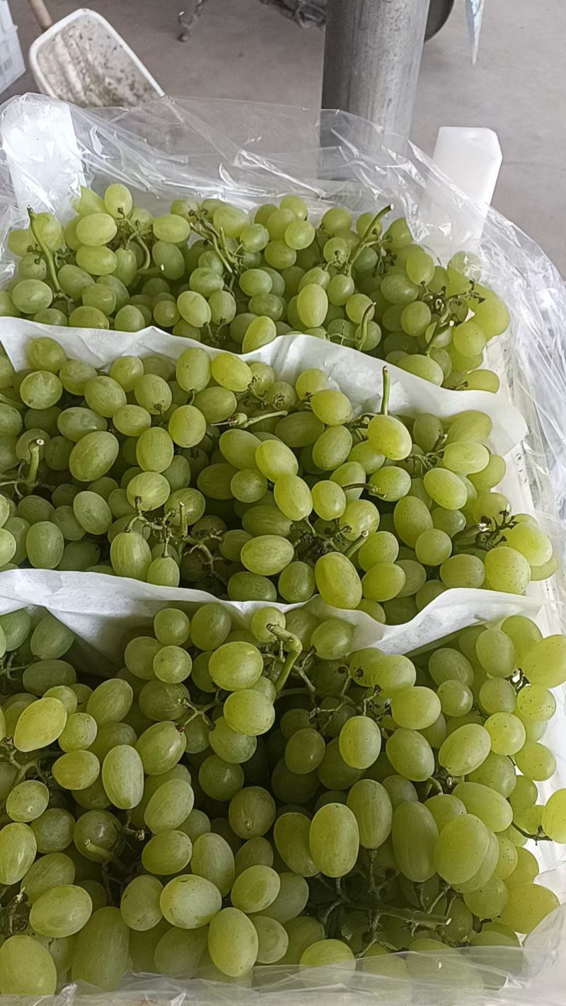 优质果品，威县老东果业黄金蜜桃，突围桃，春雪桃