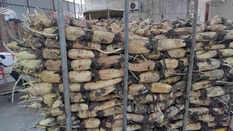 莲藕大量上市，价格便宜，需要老板请联系