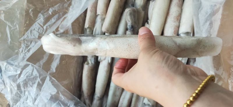 笔管鱼海兔单冻笔管鱼籽乌鱿鱼产地直发加州笔管鱼