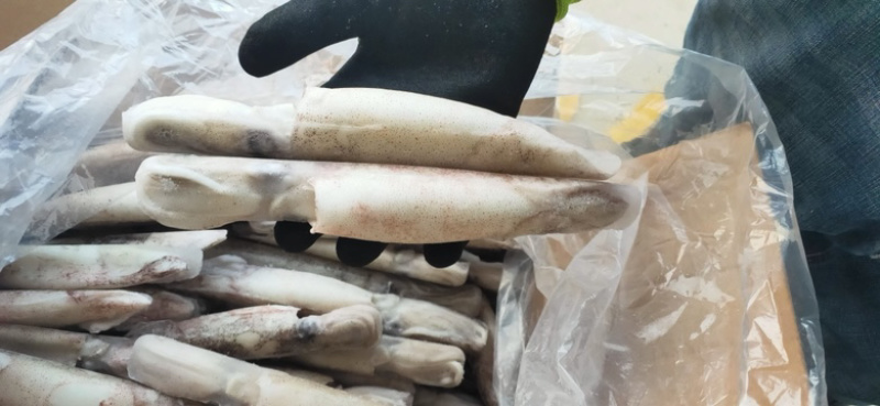 笔管鱼海兔单冻笔管鱼籽乌鱿鱼产地直发加州笔管鱼