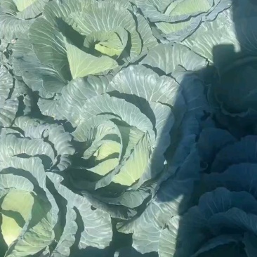 利川齐岳山高山反季节蔬菜