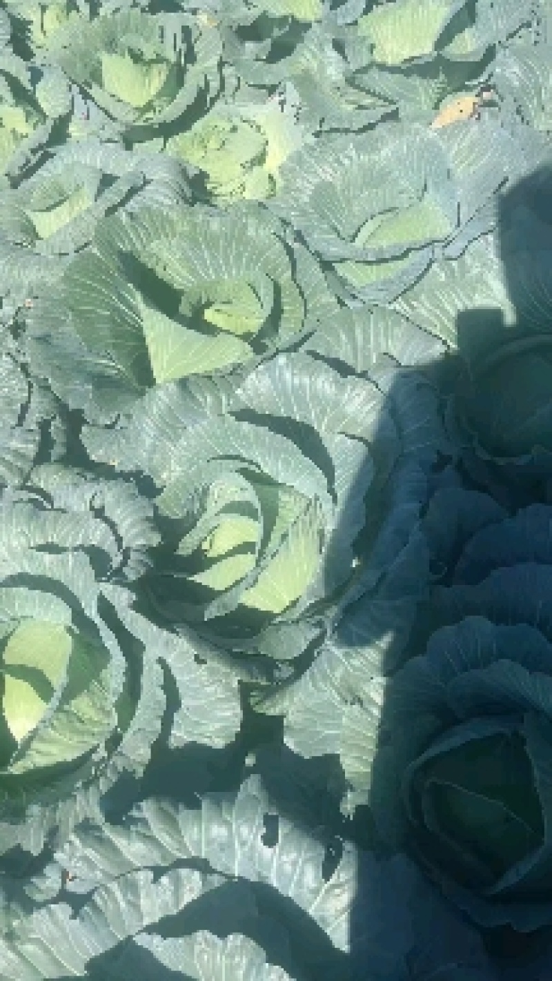 利川齐岳山高山反季节蔬菜