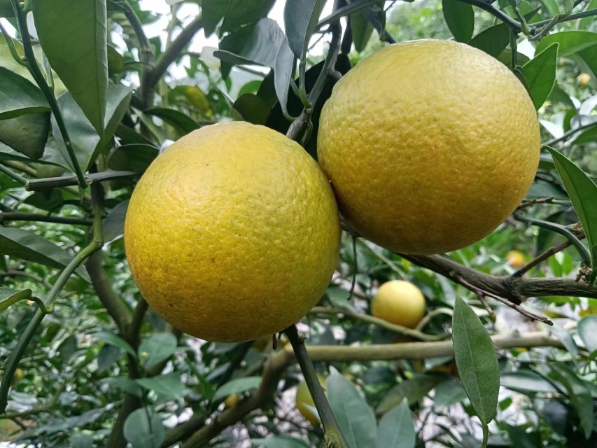 夏橙选购对比图