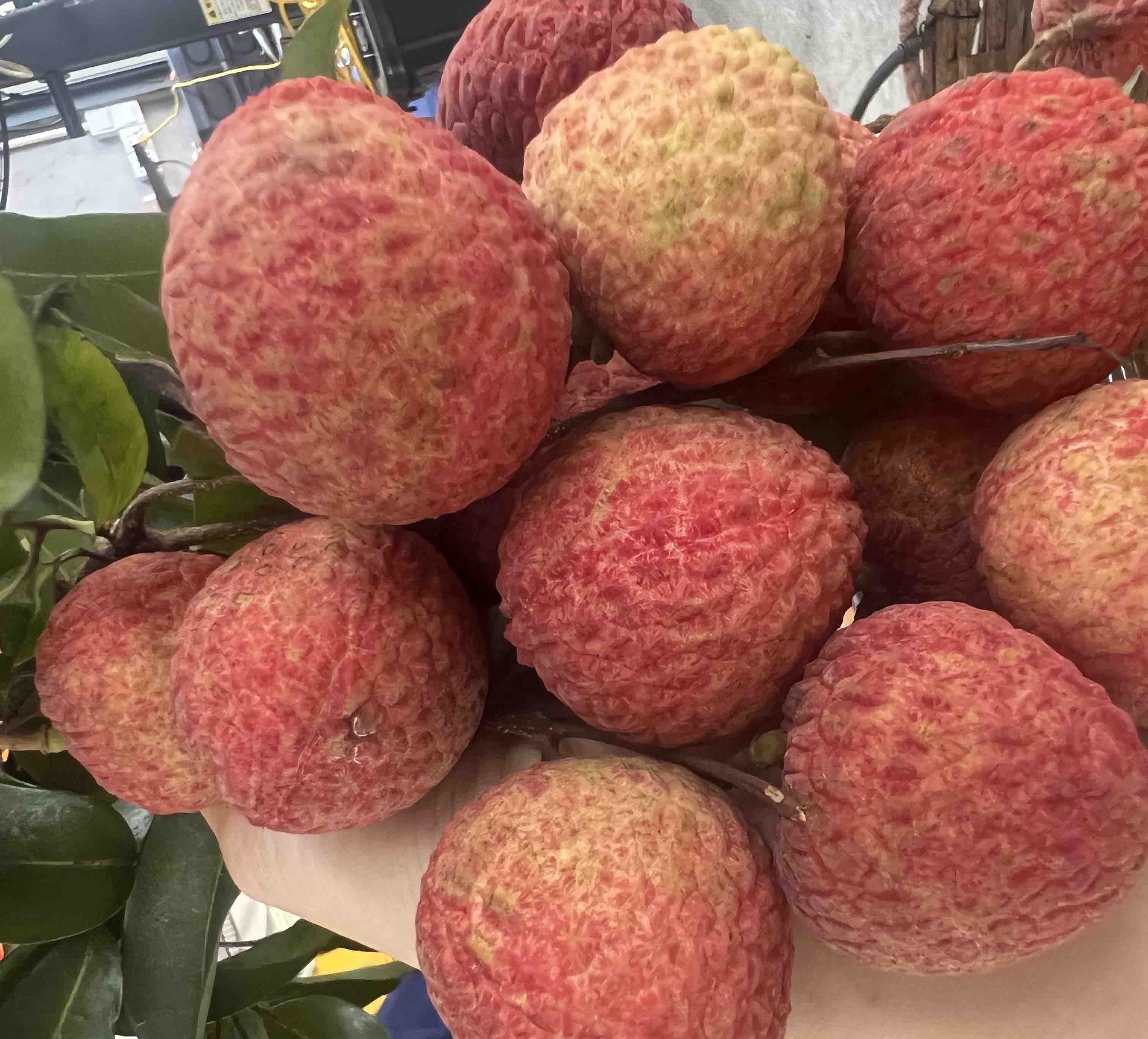 桂味荔枝与糯米糍荔枝对比图