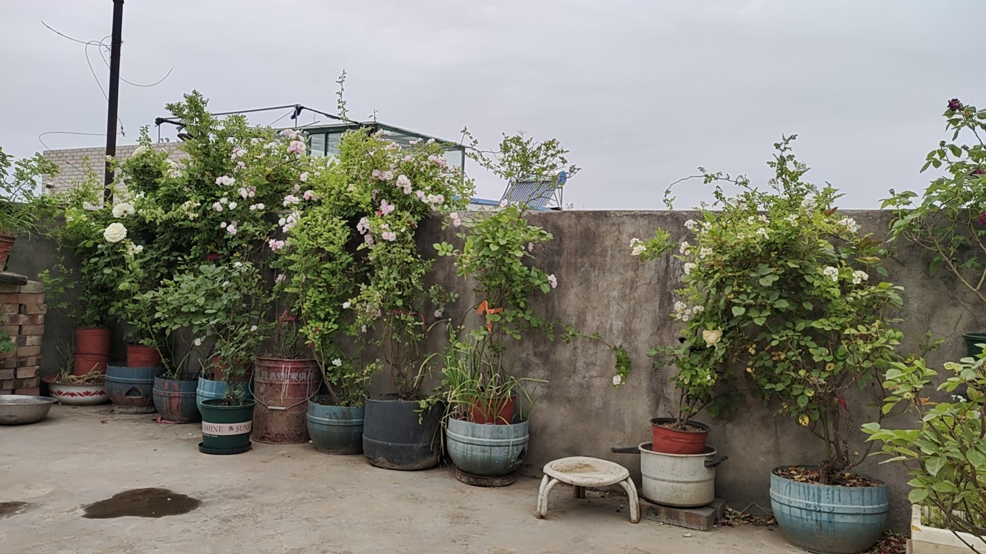 阳台盆栽大花月季组合景观