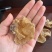 羊肚耳劲道爽口色泽鲜明价格实惠