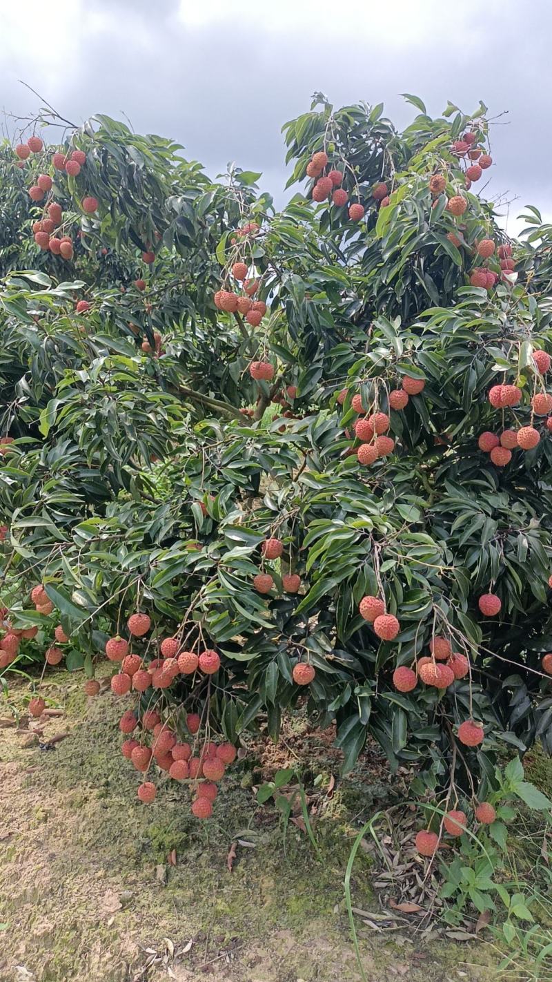 妃子笑、桂味、先进奉荔枝