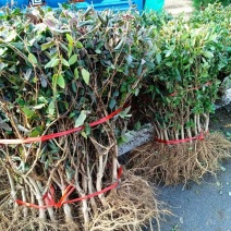 五彩红色金银花苗木树型四季树桩金银花盆景盆栽植物山东发货