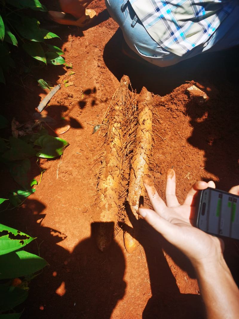 《推荐》广西山药黑鬼白鬼淮山山药广西产地欢迎订购