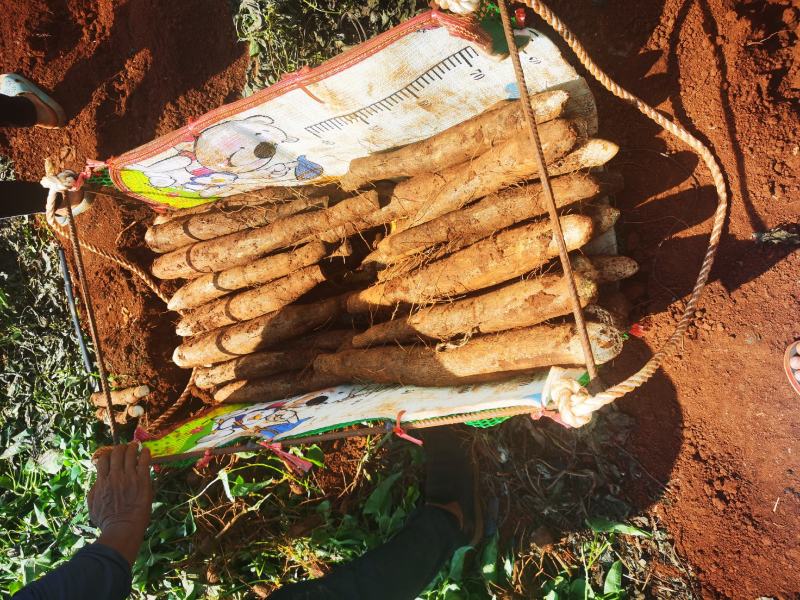 《推荐》广西山药黑鬼白鬼淮山山药广西产地欢迎订购