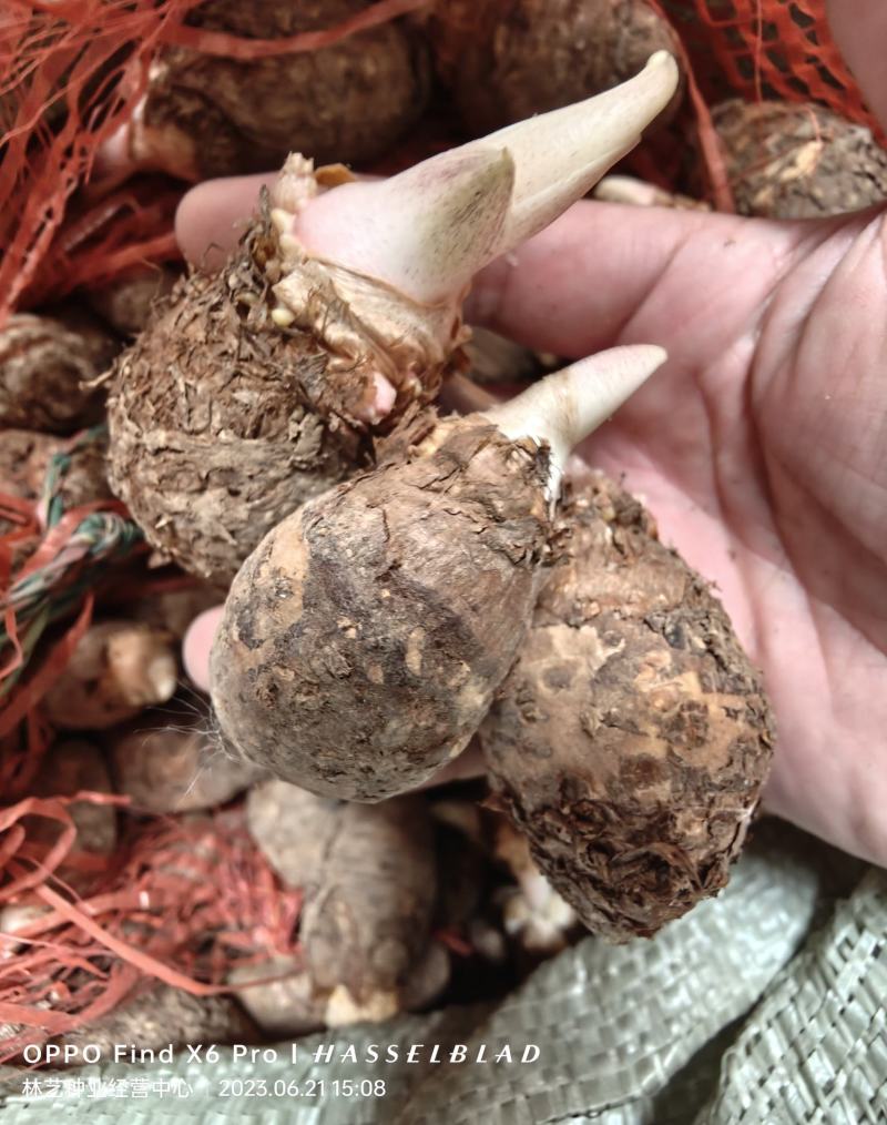 独角莲种子独角莲自己家种的保质保量观叶植物中药材种子