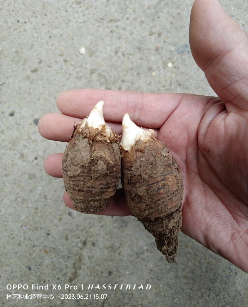独角莲种子独角莲自己家种的保质保量观叶植物中药材种子