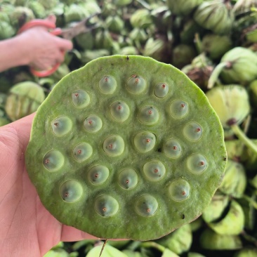 莲蓬
