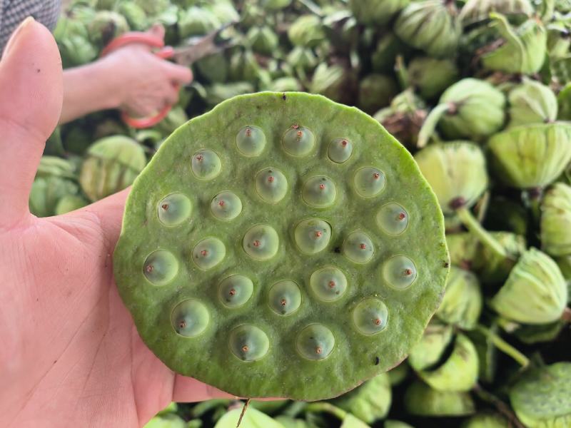 莲蓬