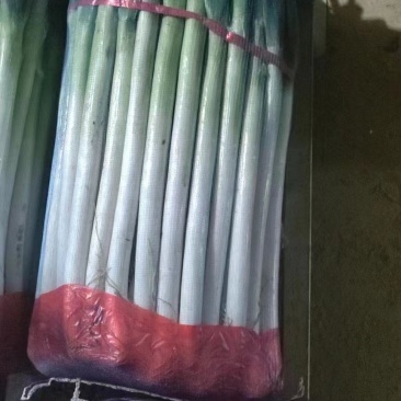 铁杆大葱