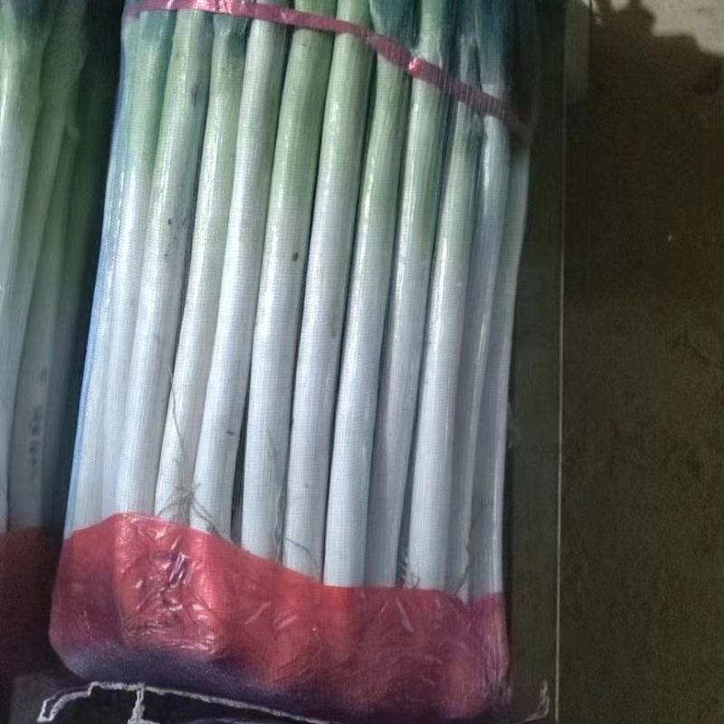 铁杆大葱