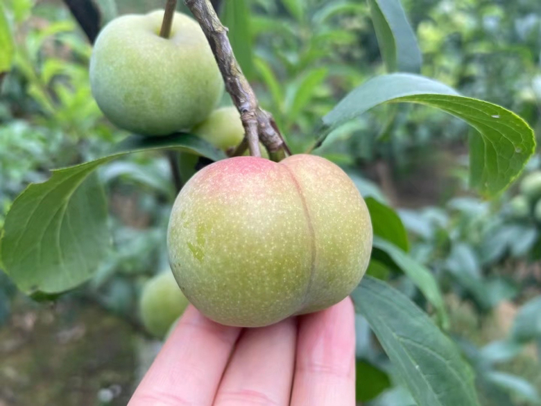 半边红李子成熟果实特写