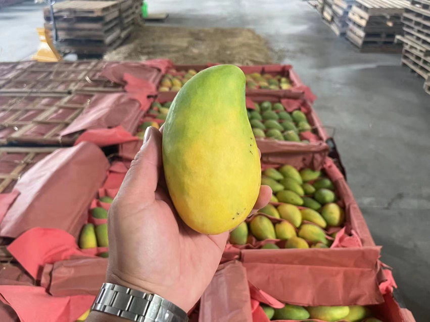 展示不同品种芒果在不同季节的价格波动趋势图,包括台农一号、金煌芒、贵妃芒和凯特芒 芒果市场价格对比图