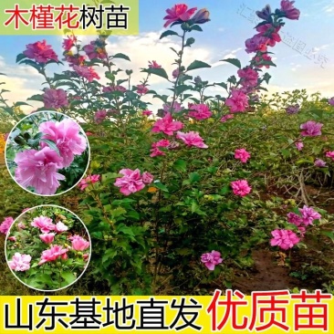 木槿花苗盆栽木槿树苗庭院别墅绿化植物耐寒重瓣可食用花卉