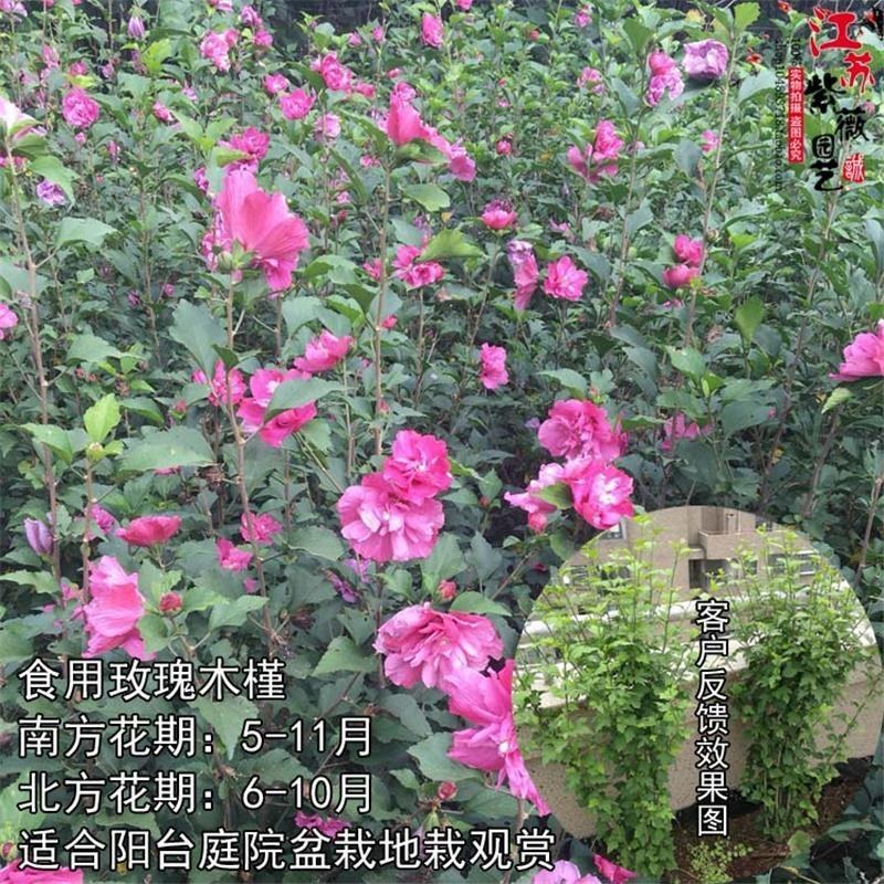 木槿花重瓣可食用南方北方种植盆栽地栽耐寒耐热阳台风景树苗