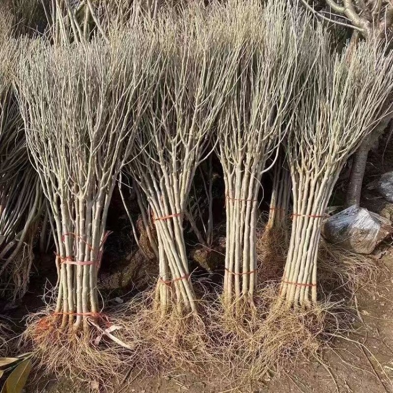 木槿花重瓣可食用南方北方种植盆栽地栽耐寒耐热阳台风景树苗