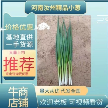 【优选】汝州小葱产地一手货源直发质量保障诚信经营