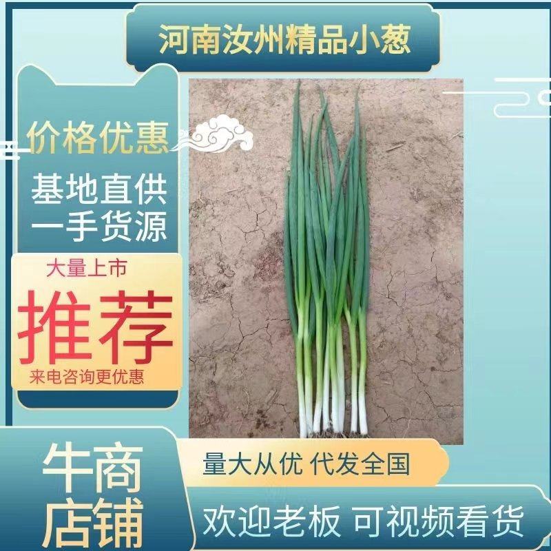 【优选】汝州小葱产地一手货源直发质量保障诚信经营