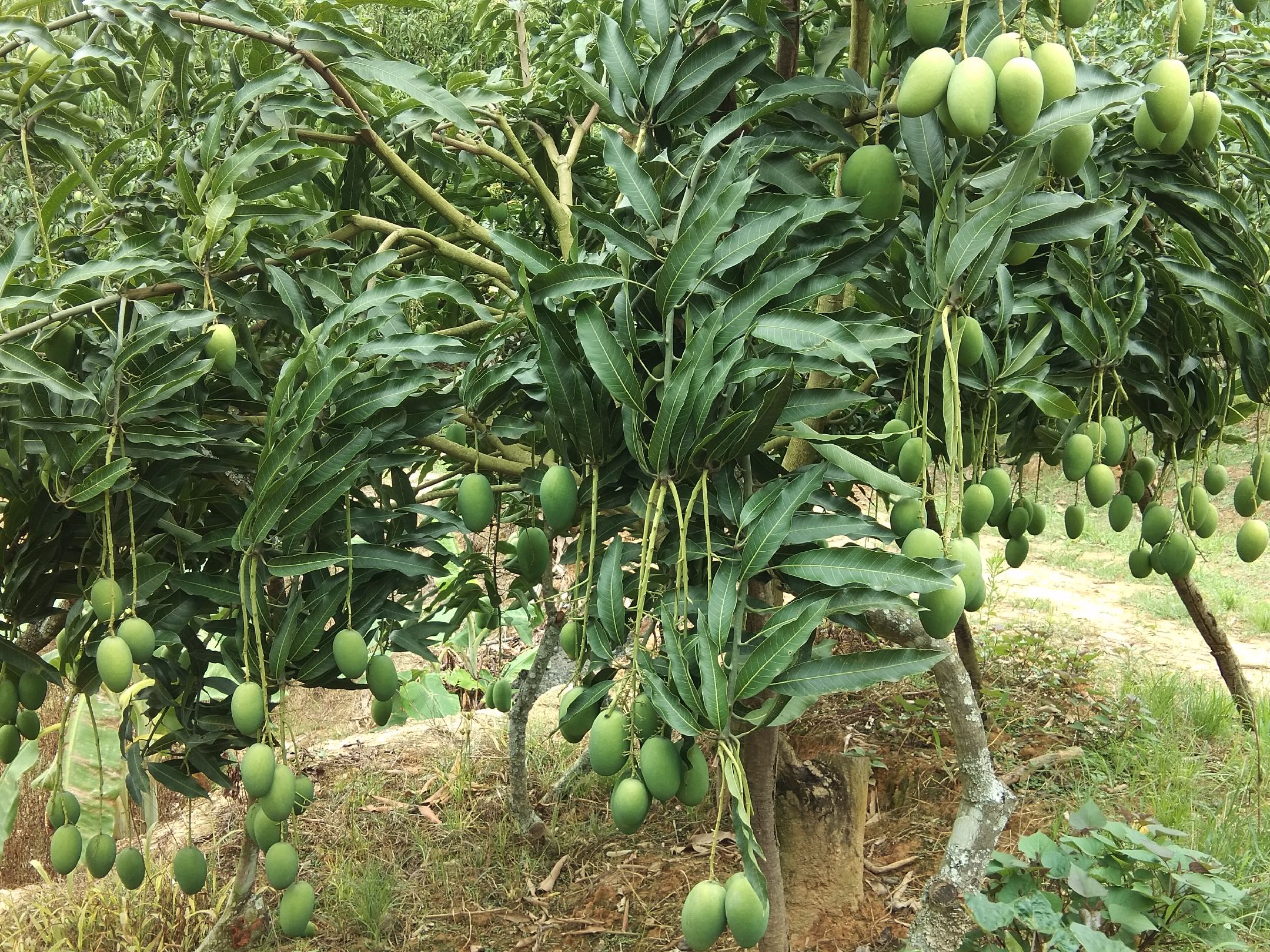 健康果蔬搭配示意图