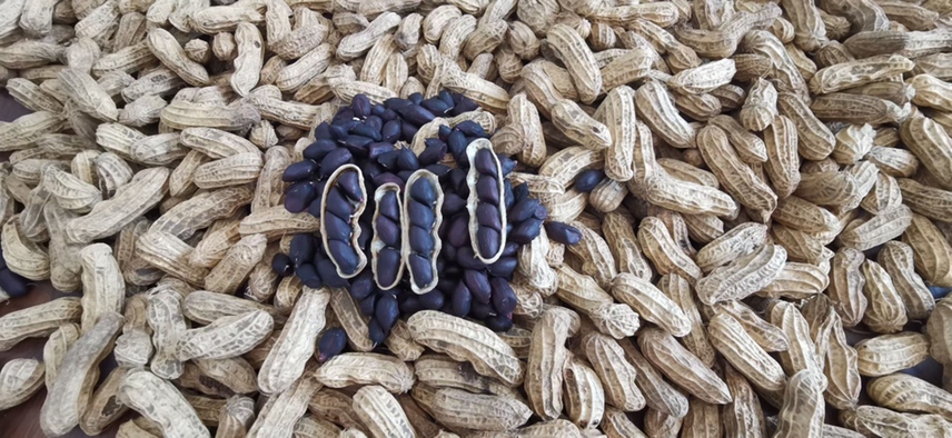 展示黑皮花生与紫皮花生的实物对比,突出颜色差异 黑皮花生与紫皮花生对比图