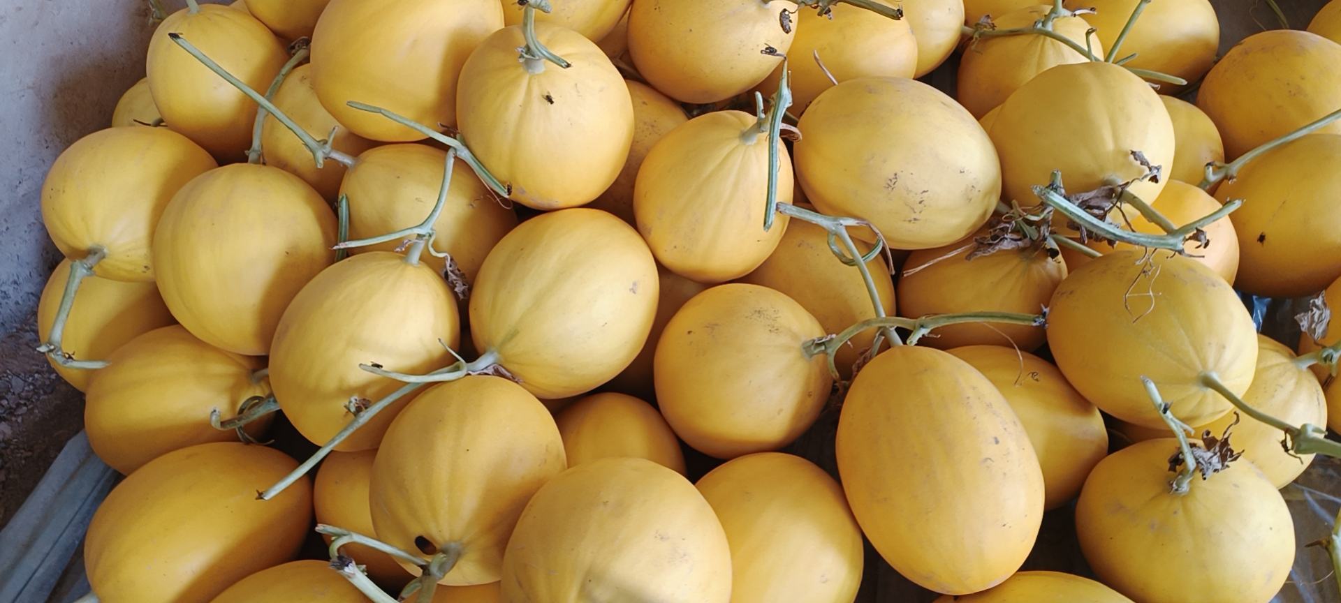 红心木瓜外观判断是否成熟