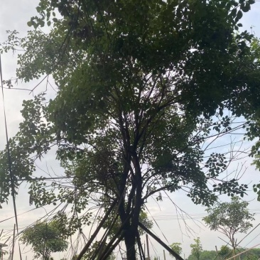 黄花风铃木20公分