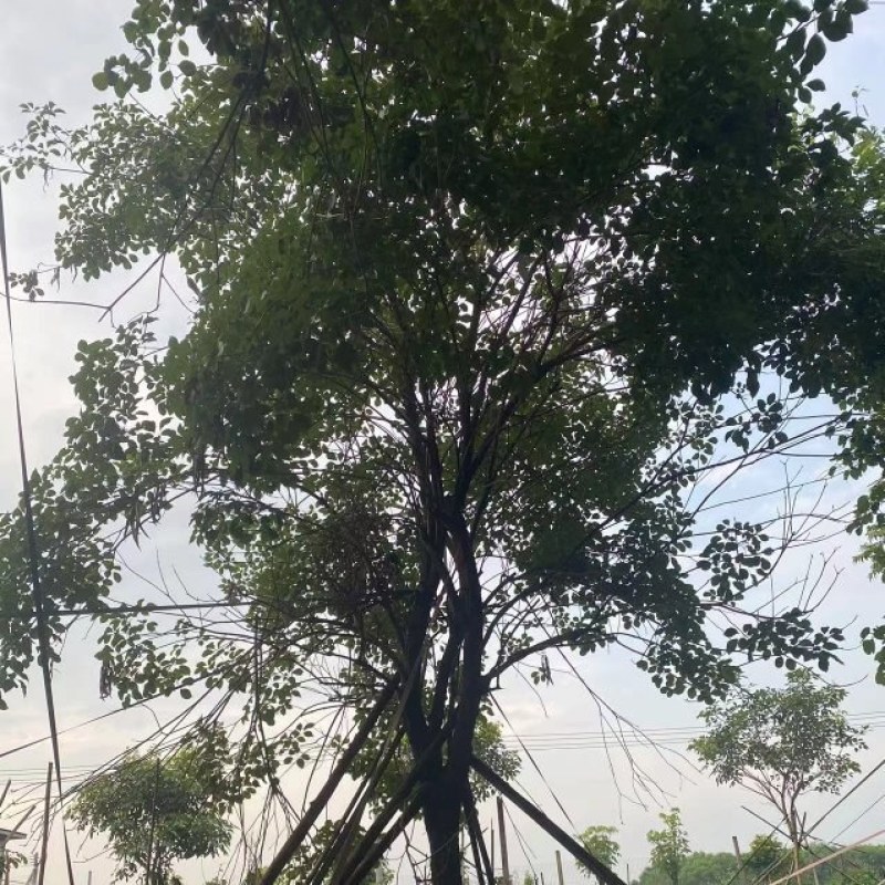 黄花风铃木20公分