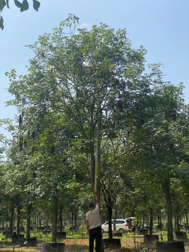 黄花风铃木20公分