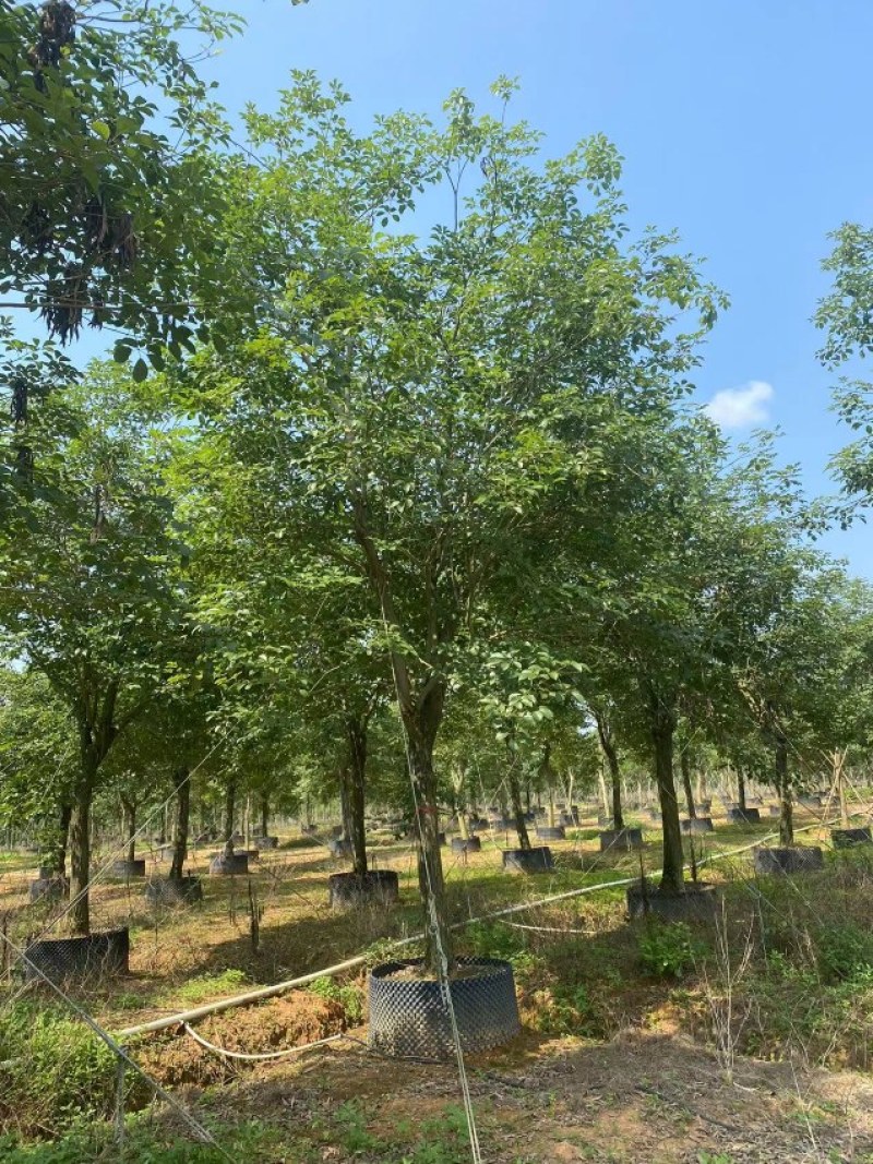 黄花风铃木20公分