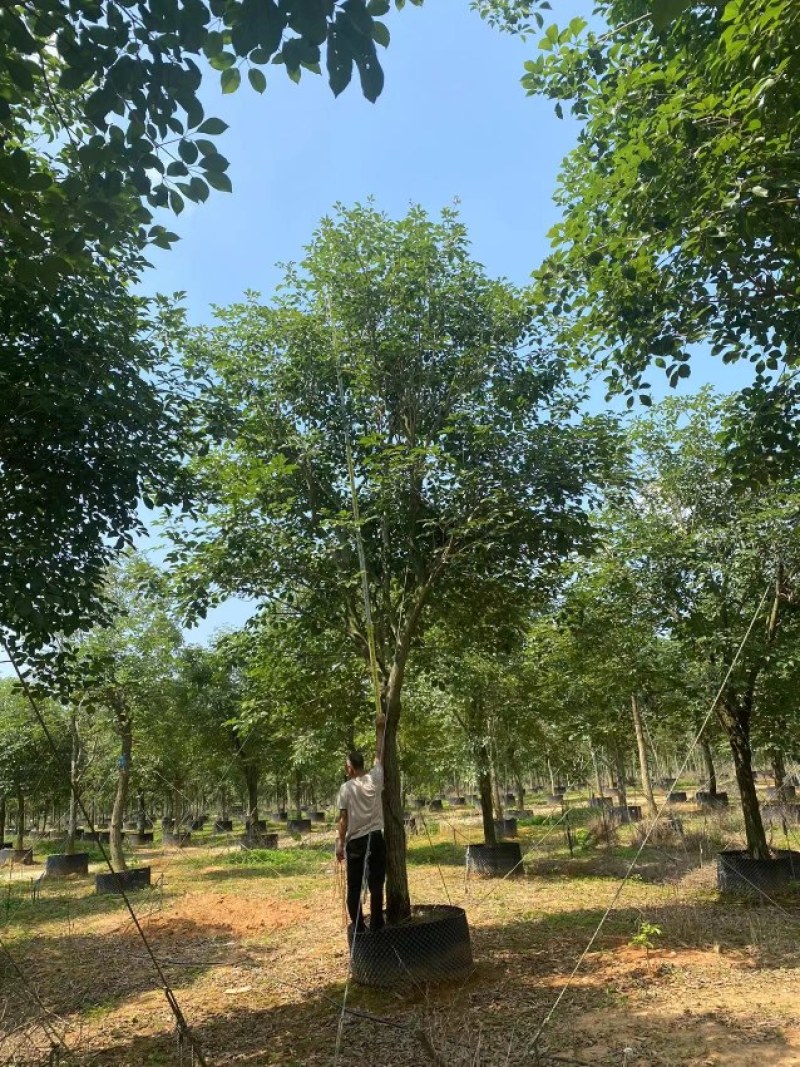 黄花风铃木20公分