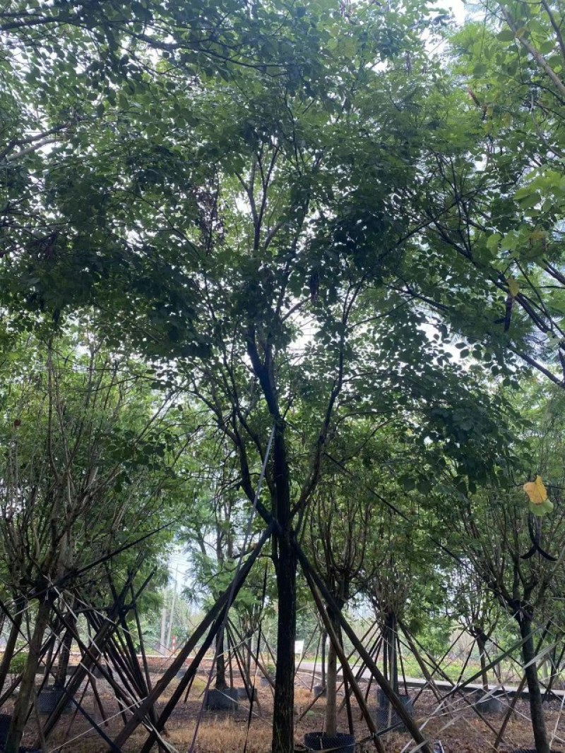 黄花风铃木20公分